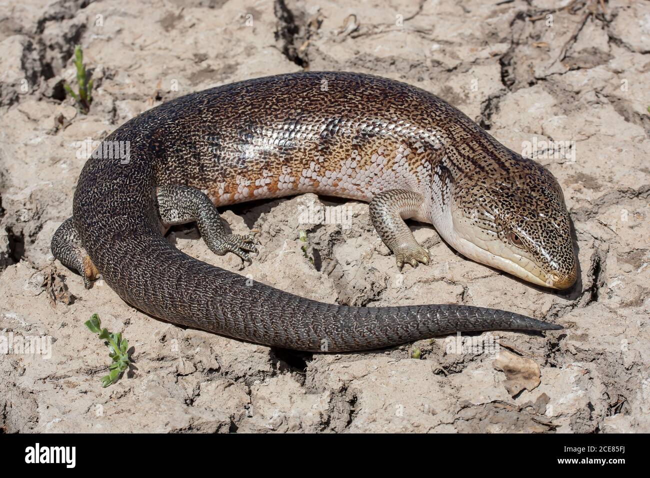 Northern Blue-tongue Lizard from Western Australia Stock Photo