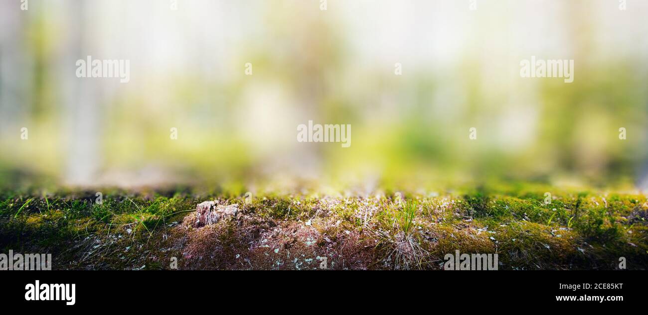 Wild forest panorama Stock Photo