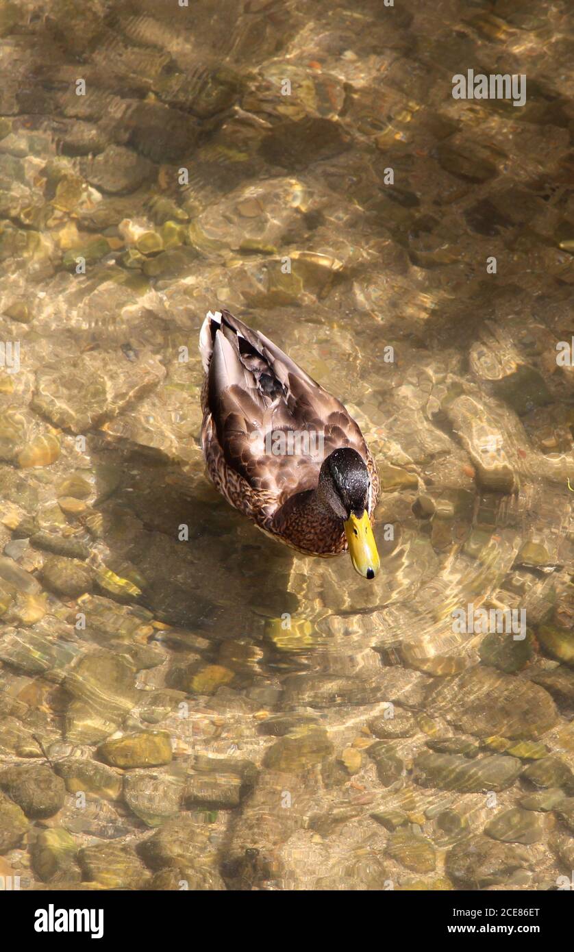 Single female Mallard duck Anas platyrhynchos swimming in the River Arlanzon Burgos Castile and Leon Spain Stock Photo