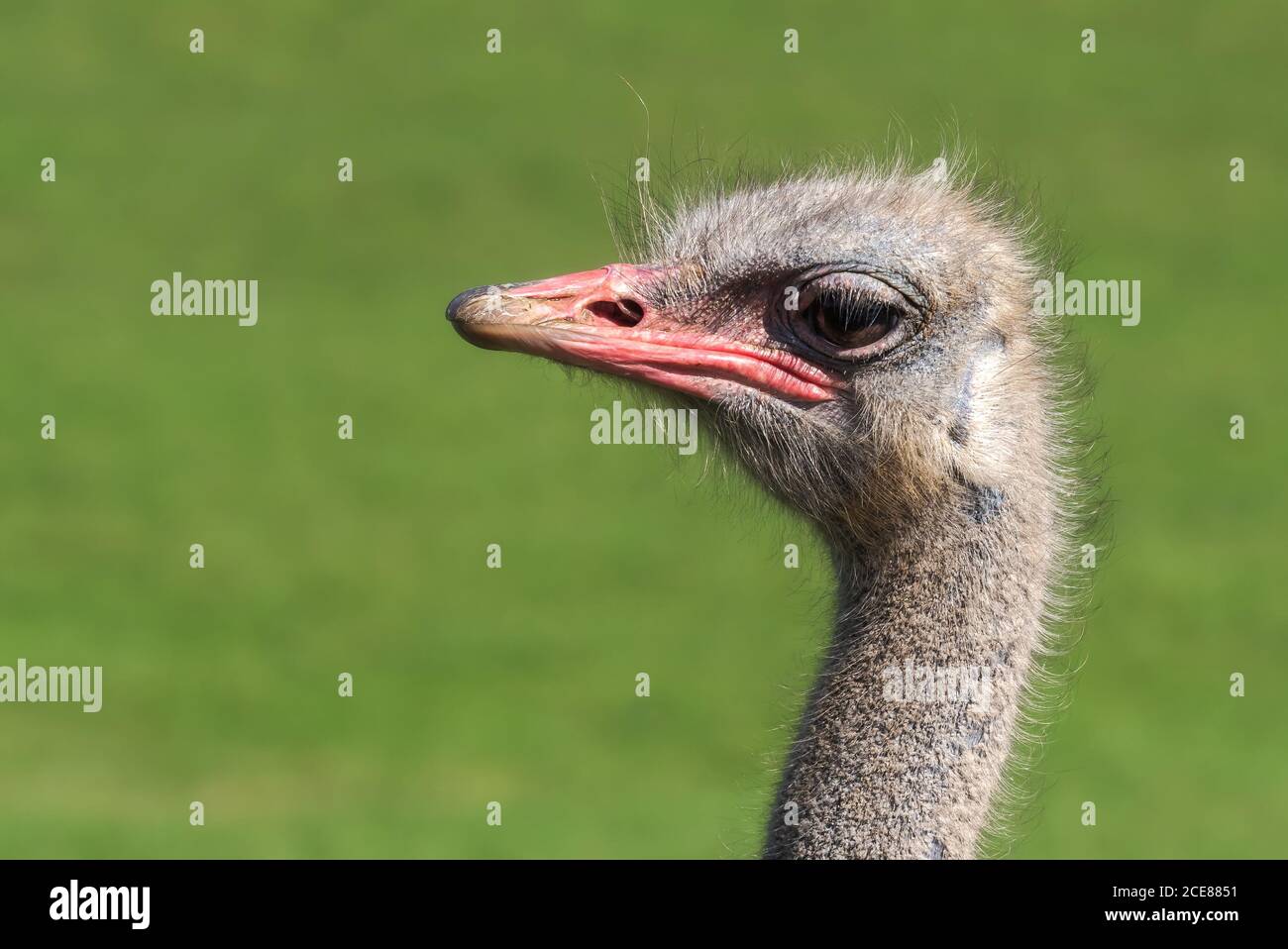 Closeup of head of cute wild common ostrich bird with red beak standing against blurred green background in nature Stock Photo