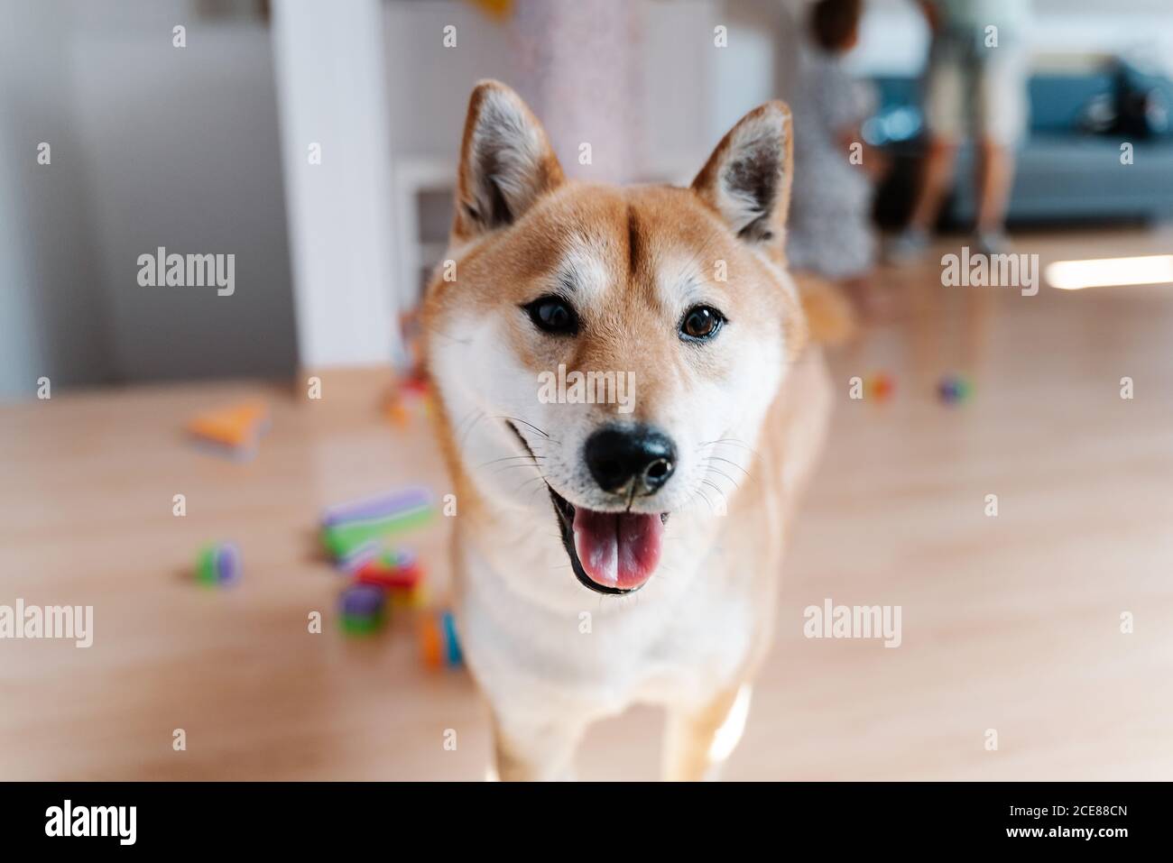 shiba inu apartments
