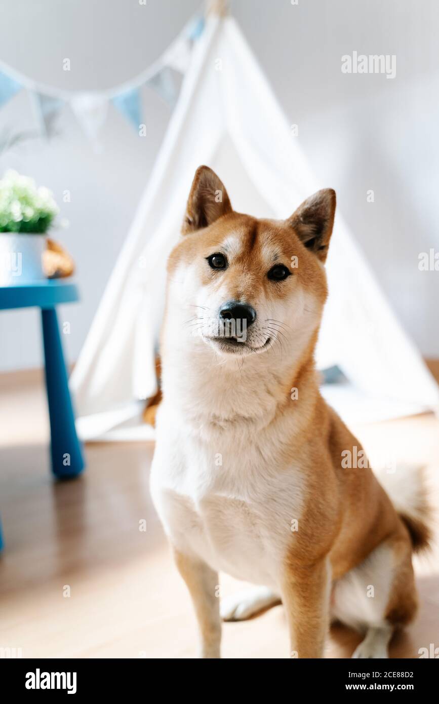 shiba inu apartments
