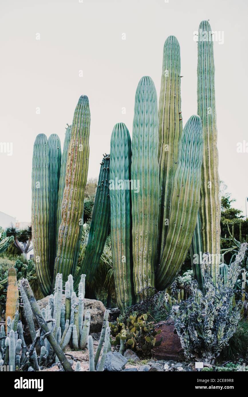 Tall Green Cereus Plant Growing In Cactus Valley Near Different Species Against Cloudless Sky Stock Photo Alamy