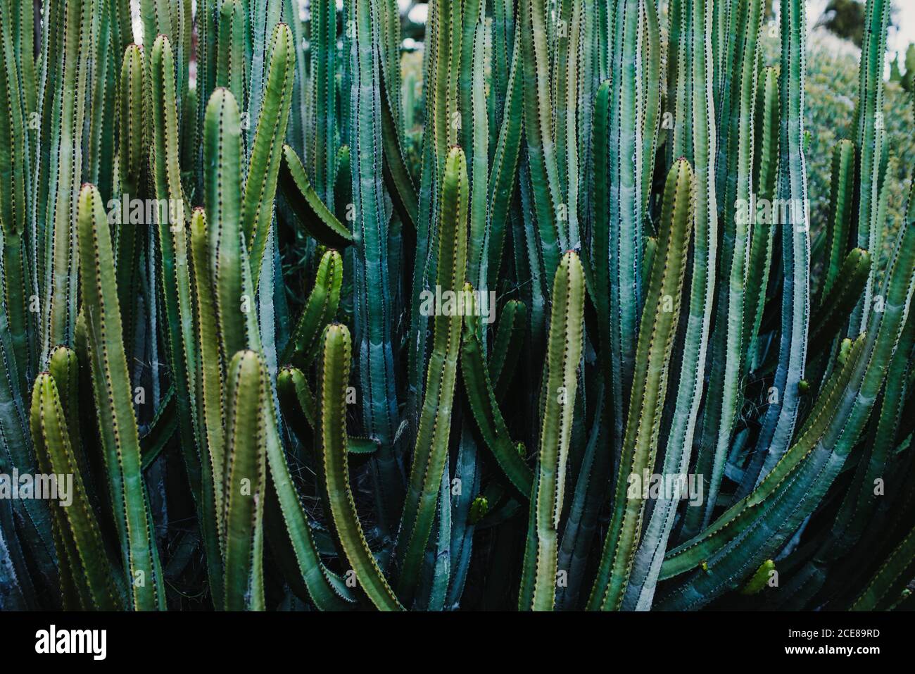 From above of natural exotic prickly Pachycereus schottii cactus plants