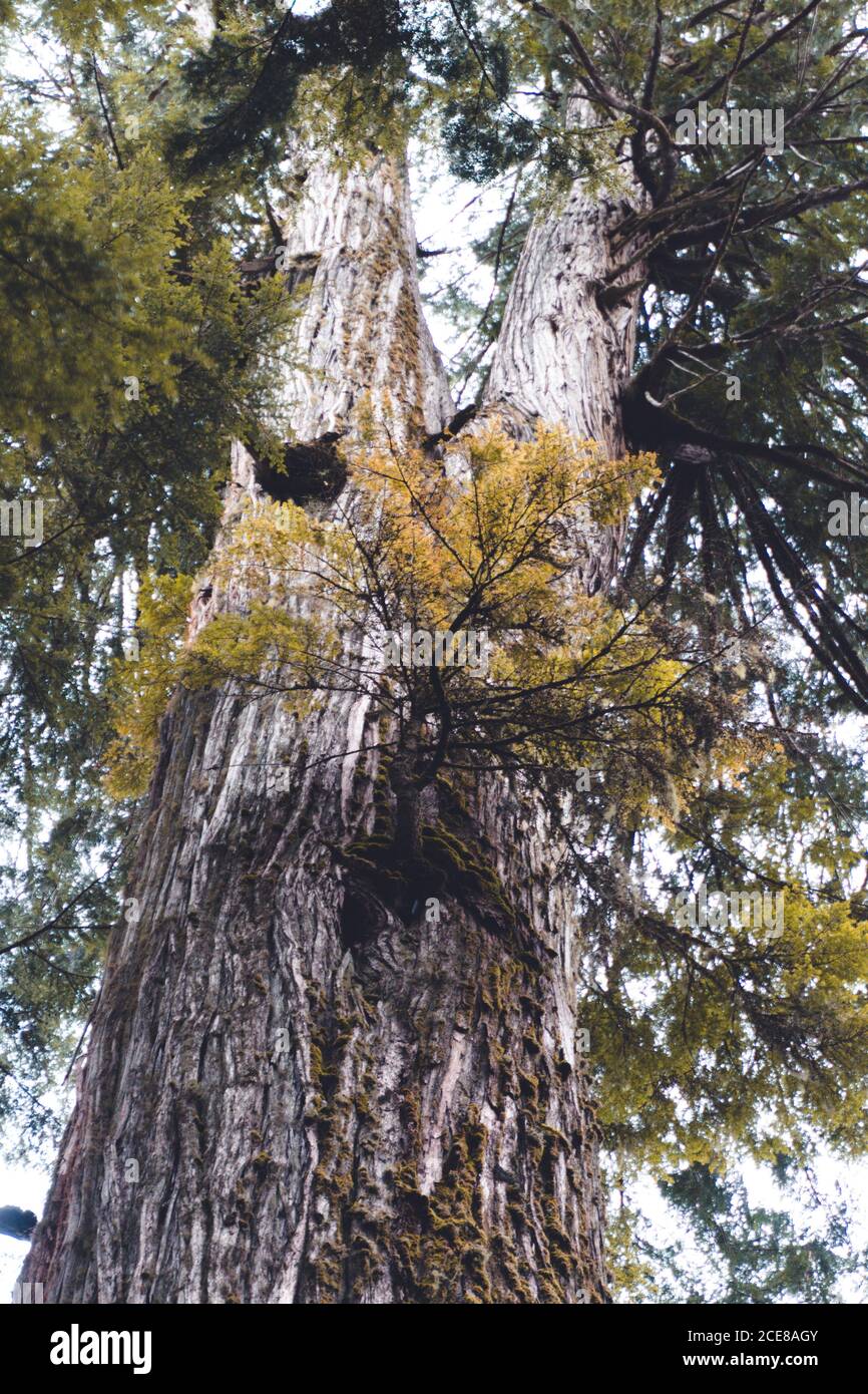 Under low branches hi-res stock photography and images - Alamy