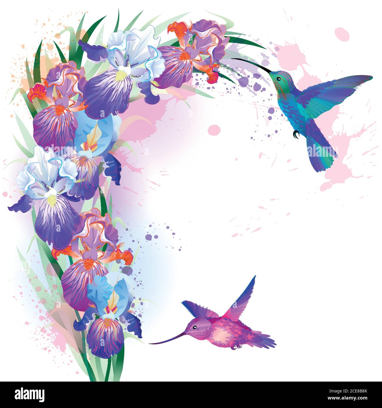Vector print with Iris flowers and hummingbirds Stock Vector Image ...