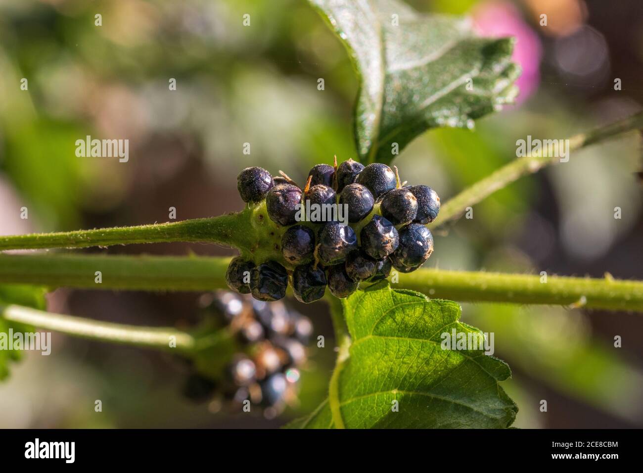 Lantana camara Plant Berries Stock Photo - Alamy