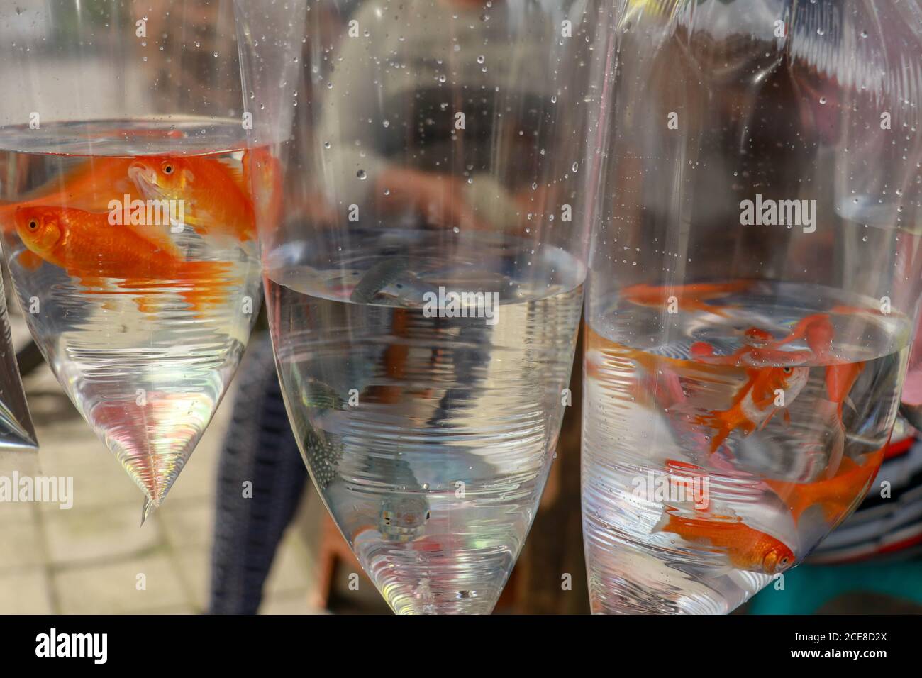 Aquarium fish displayed in plastic bags for sale in local market in Bali, Indonesia Stock Photo