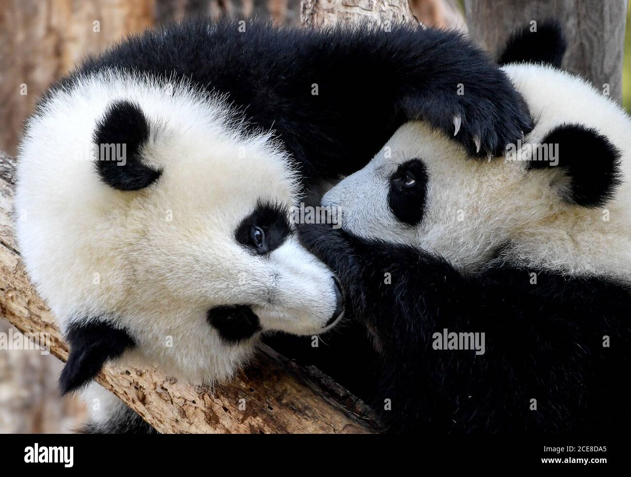 Berlin, Germany. 17th Aug, 2020. The panda twins Pit and Paule play and