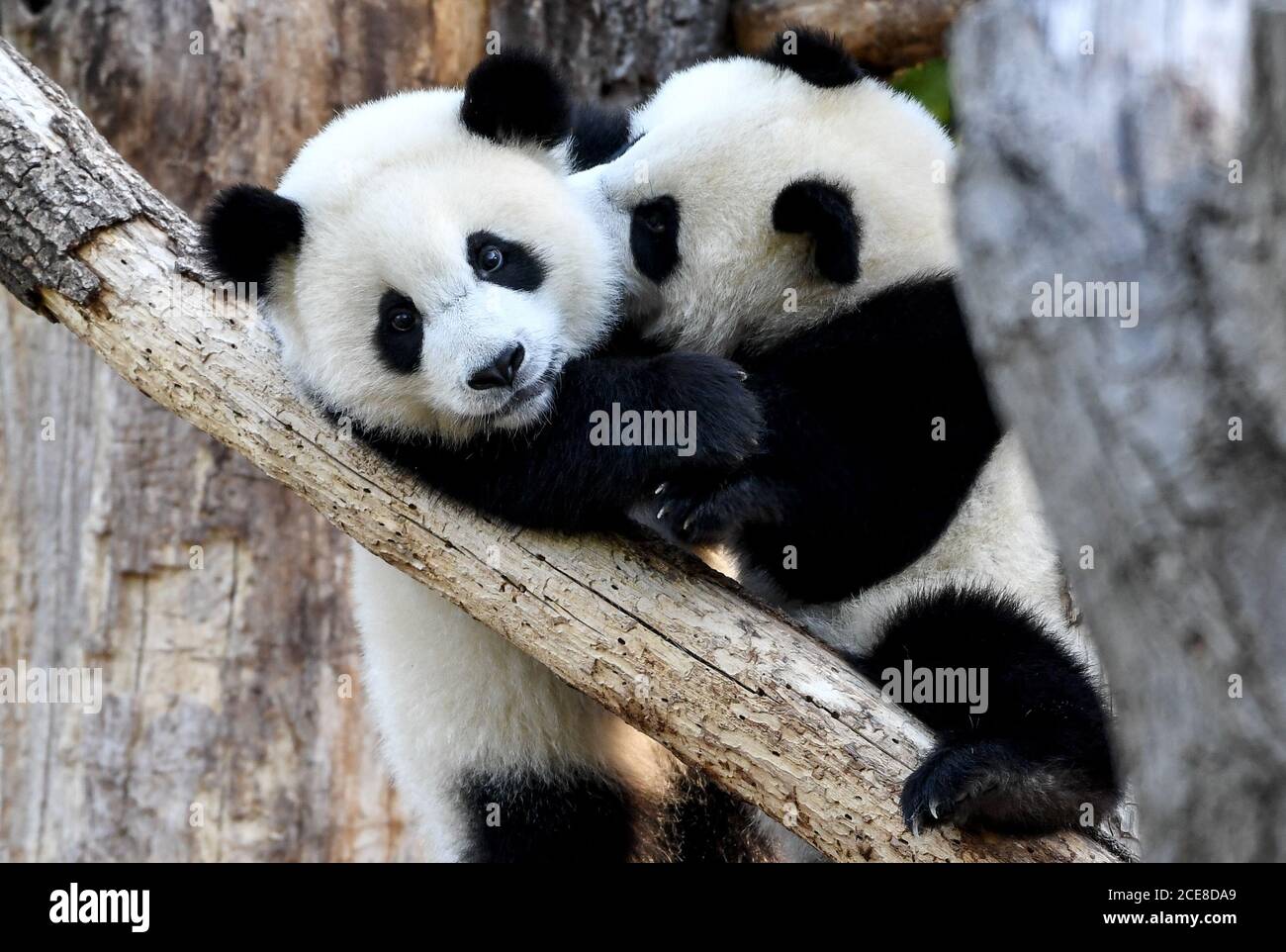 Berlin, Germany. 17th Aug, 2020. The panda twins Pit and Paule play and