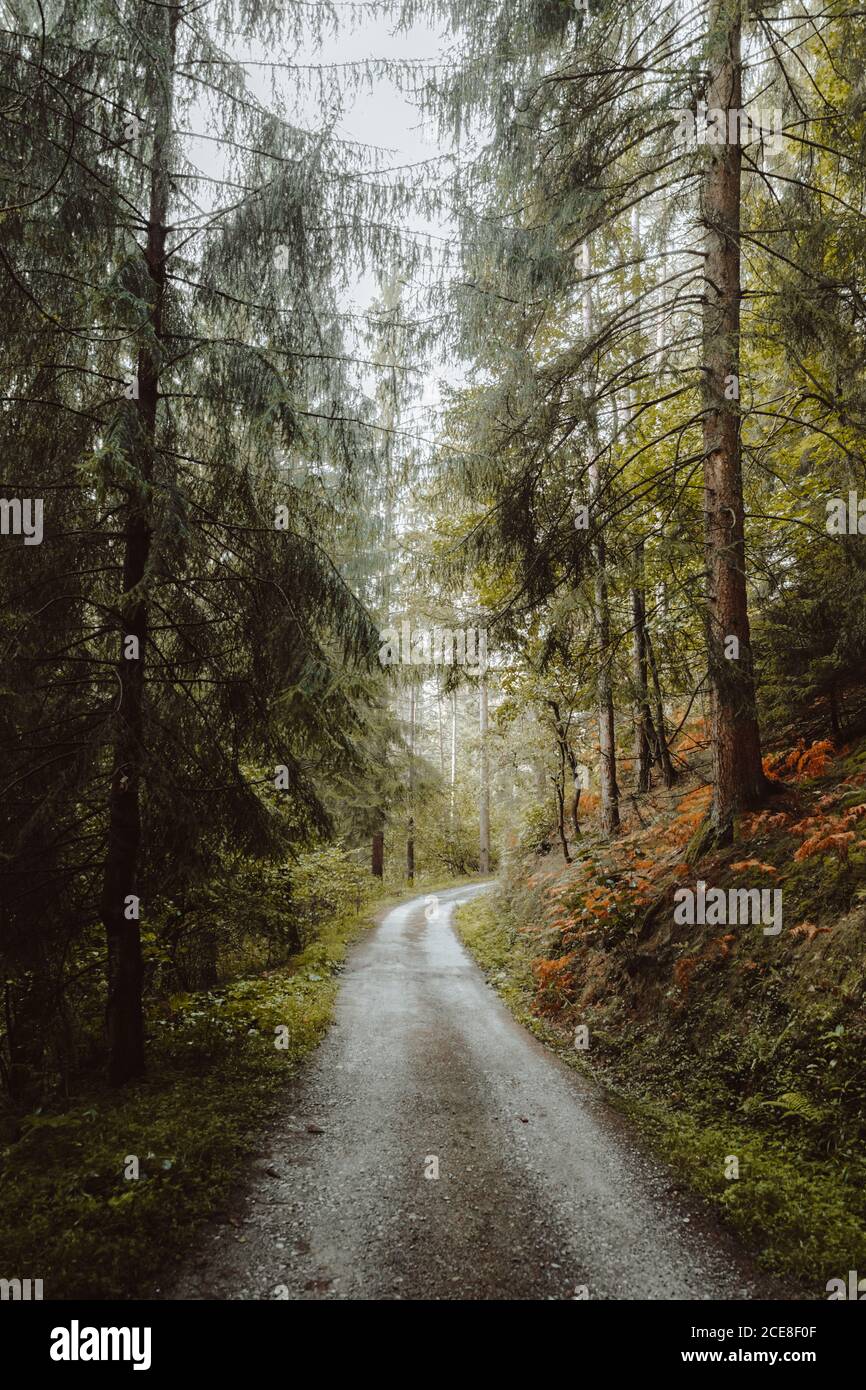 Sandy pathway surrounded trees hi-res stock photography and images - Alamy