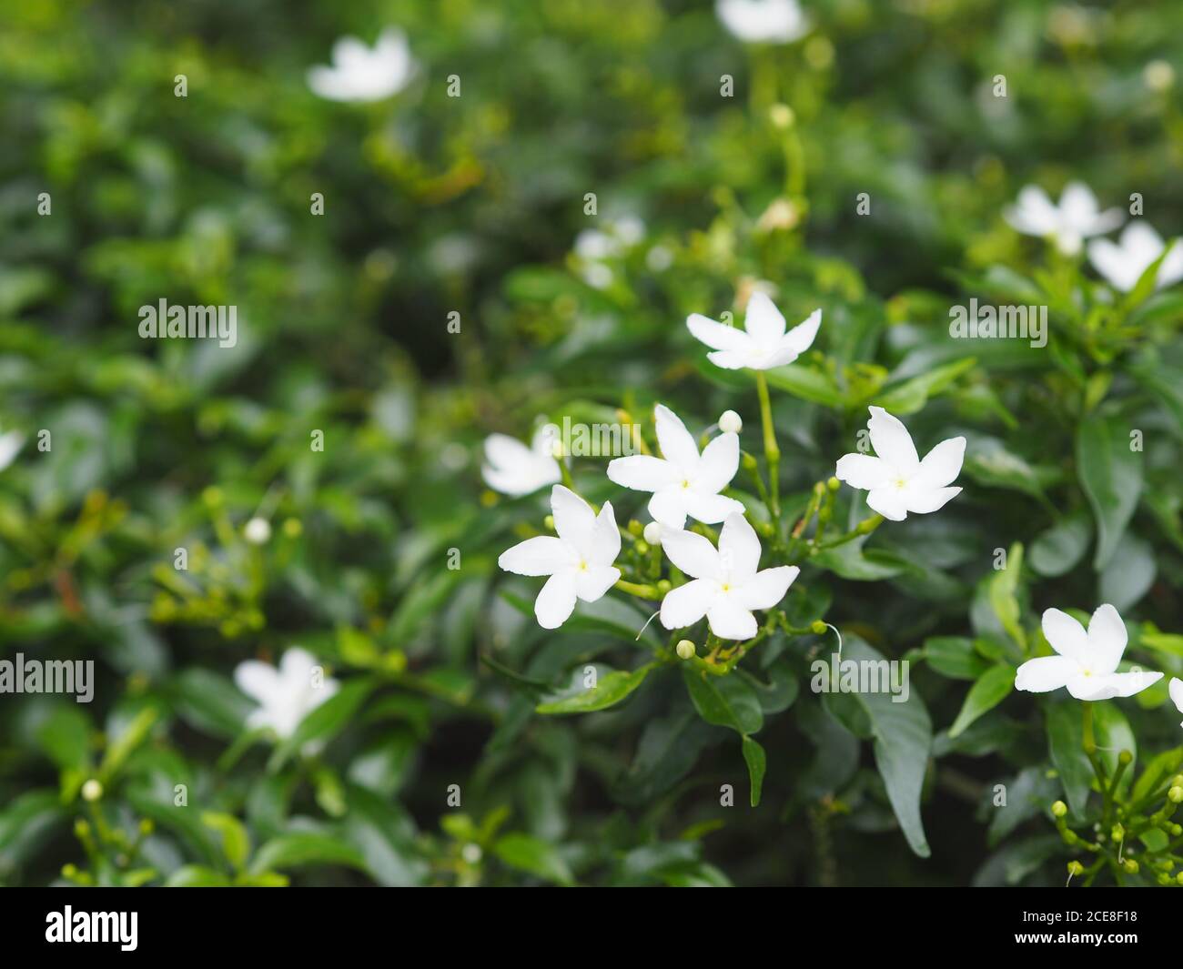 Gardenia, Rubiaceae Small perennials leaves are rounded, oval, pointed