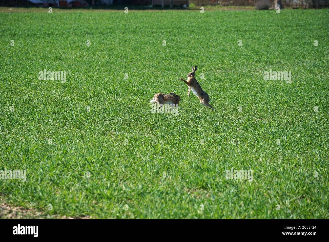Beautiful shot of rabbits jumping in the green meadow Stock Photo - Alamy