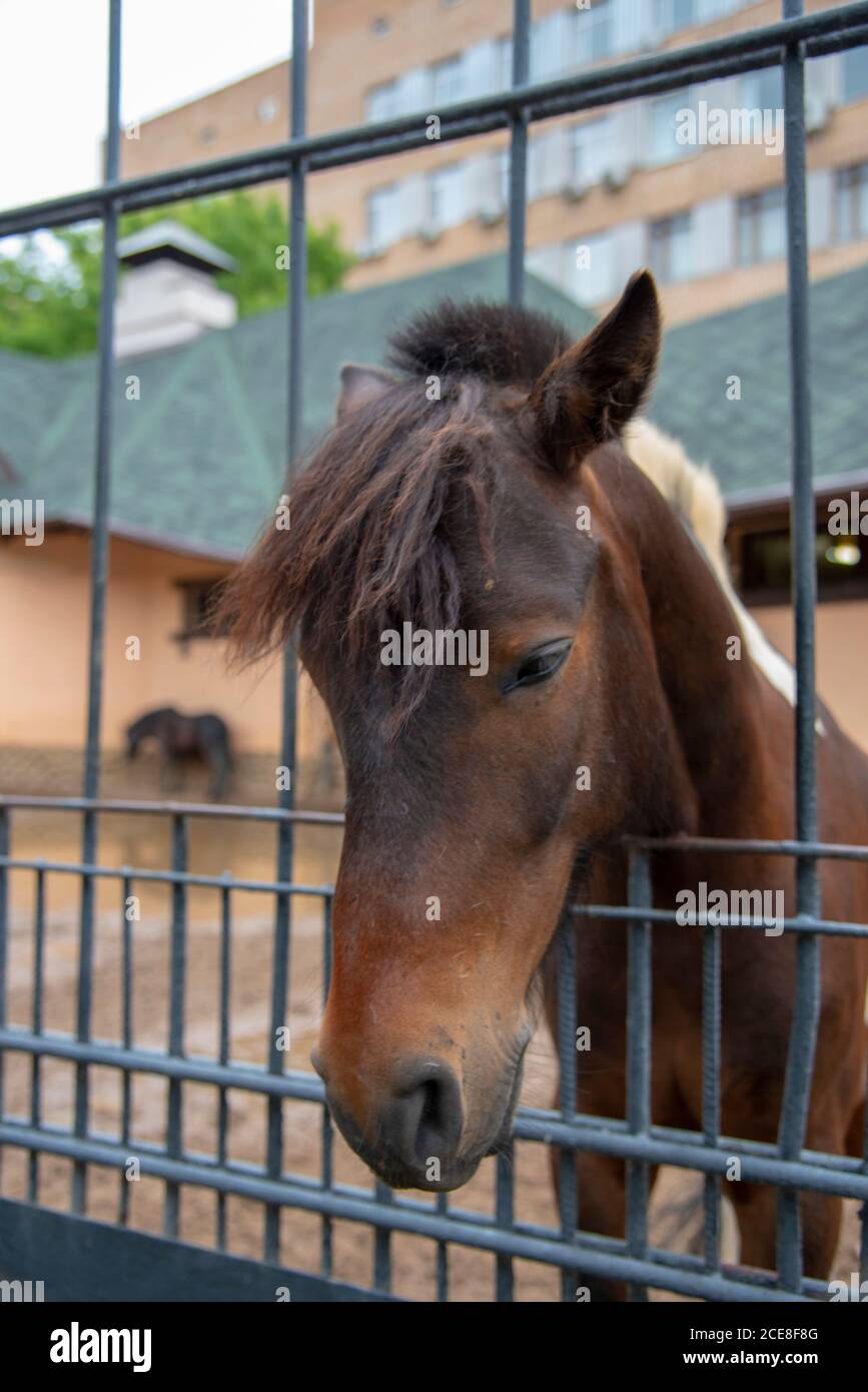 The head of a horse stuck through the bars Stock Photo Alamy