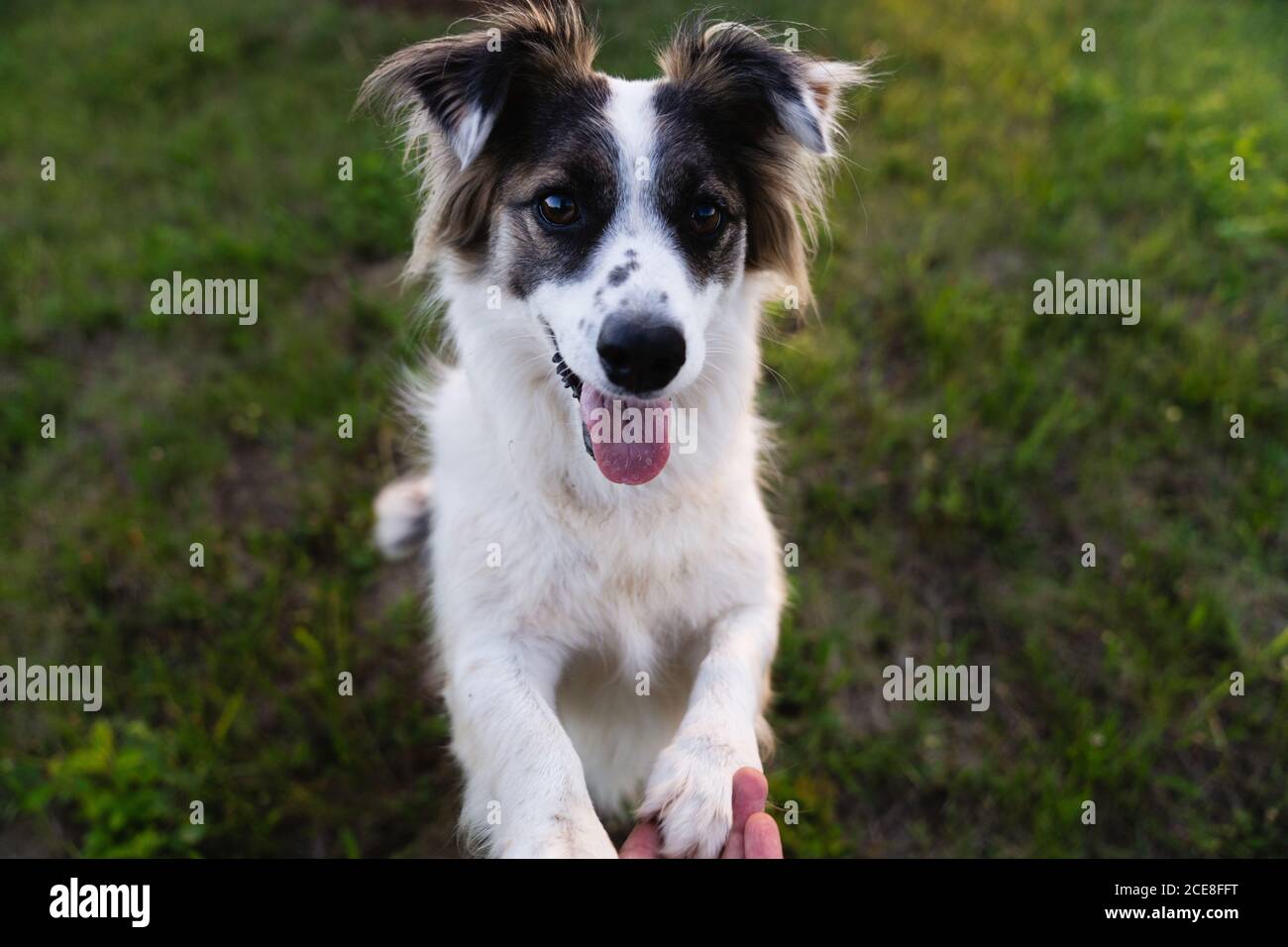 Border collie cheap friendly