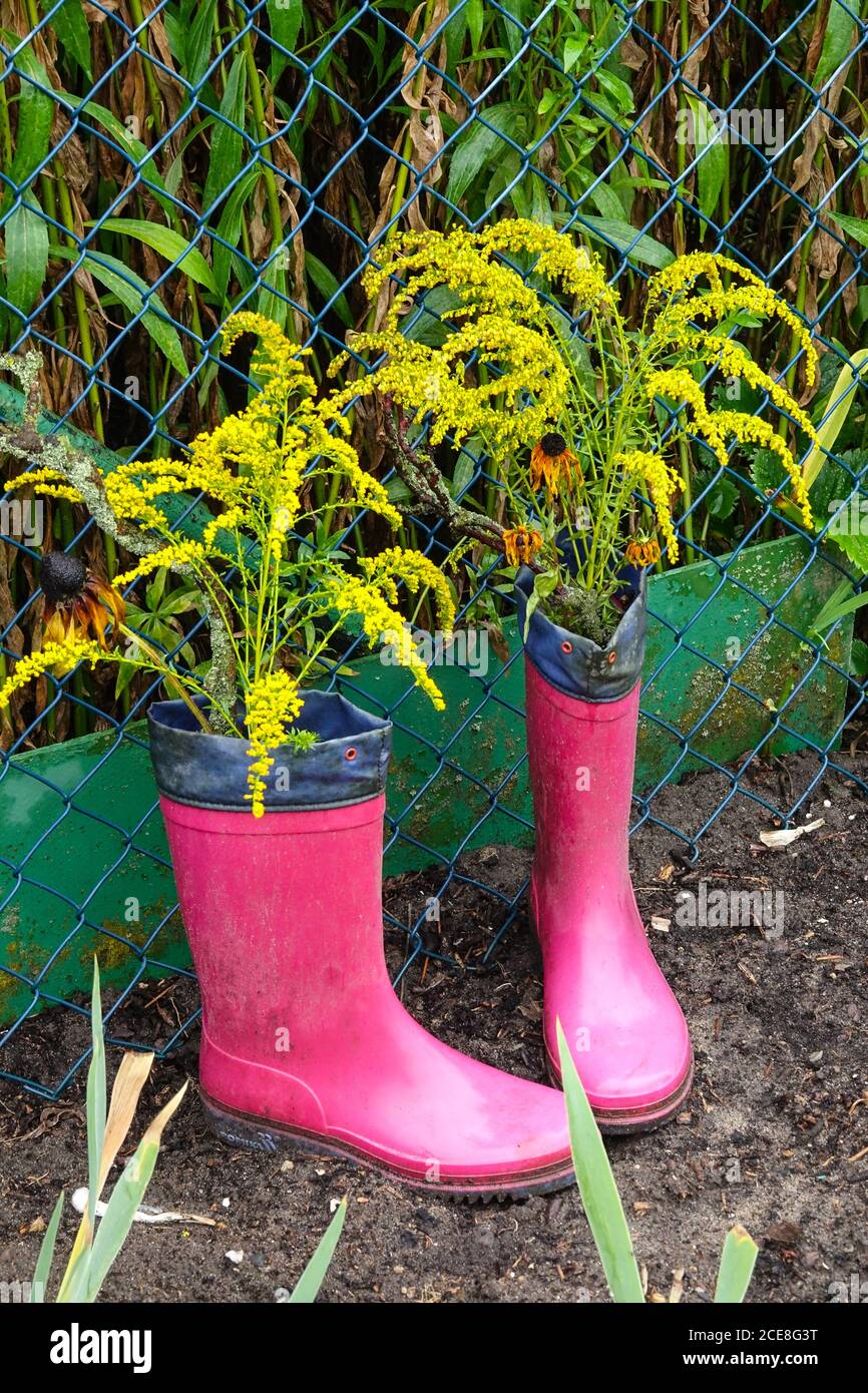Pink rubber Wellington boots  gardening flowers garden rubber boots summer Stock Photo