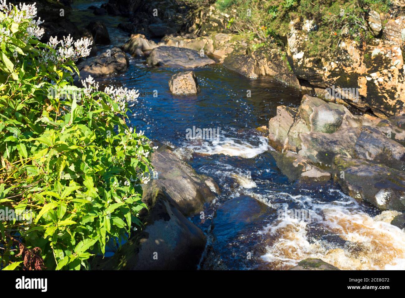 Flowering Japanese Knotweed thrives by a stream in County Donegal, Ireland in late summer. Stock Photo