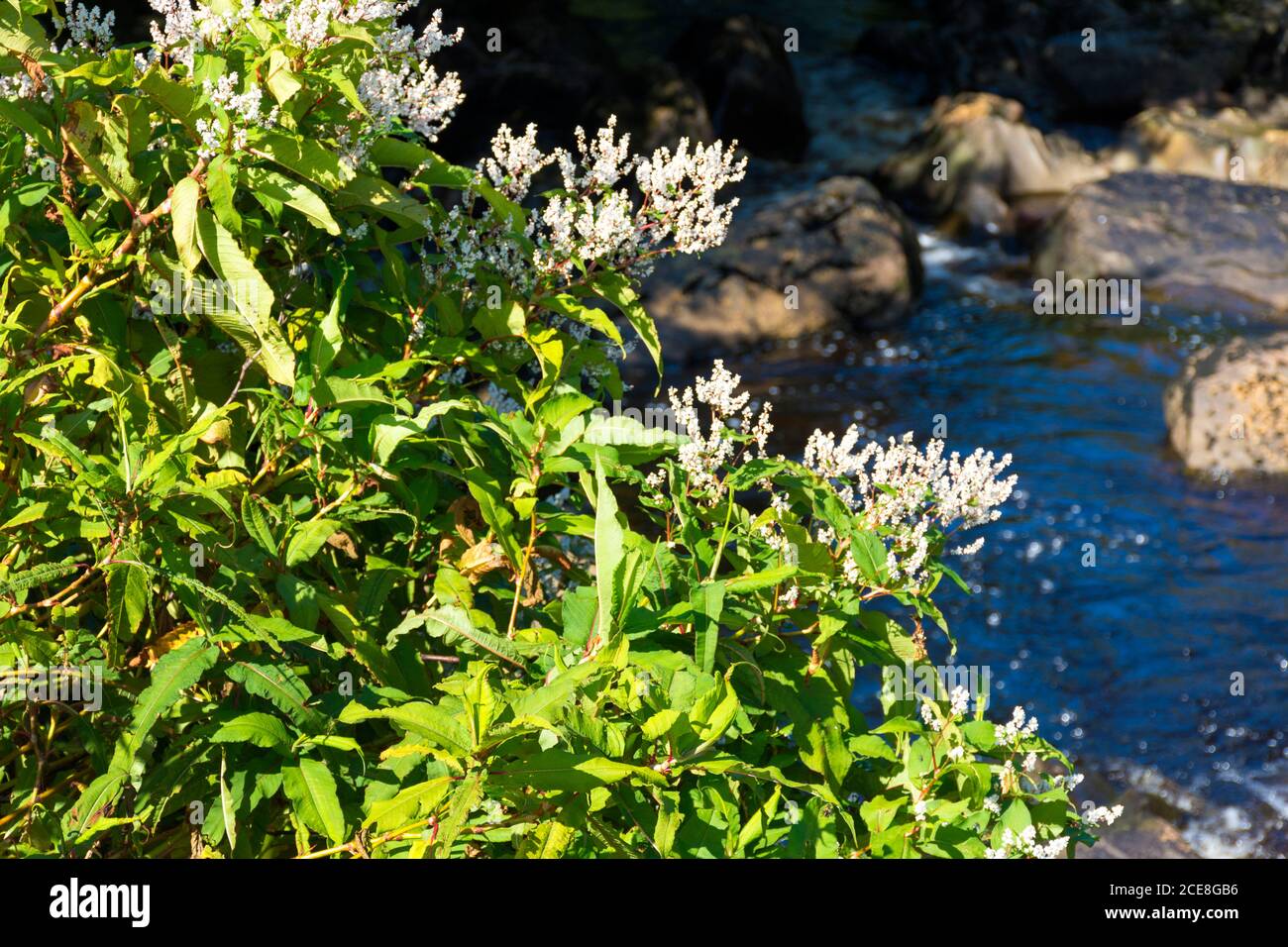 Flowering Japanese Knotweed thrives by a stream in County Donegal, Ireland in late summer. Stock Photo