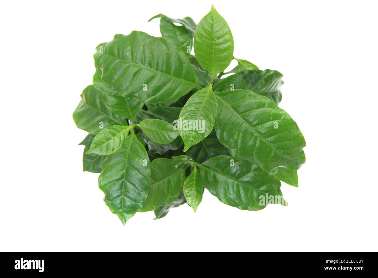 coffee plant isolated on the white background Stock Photo - Alamy