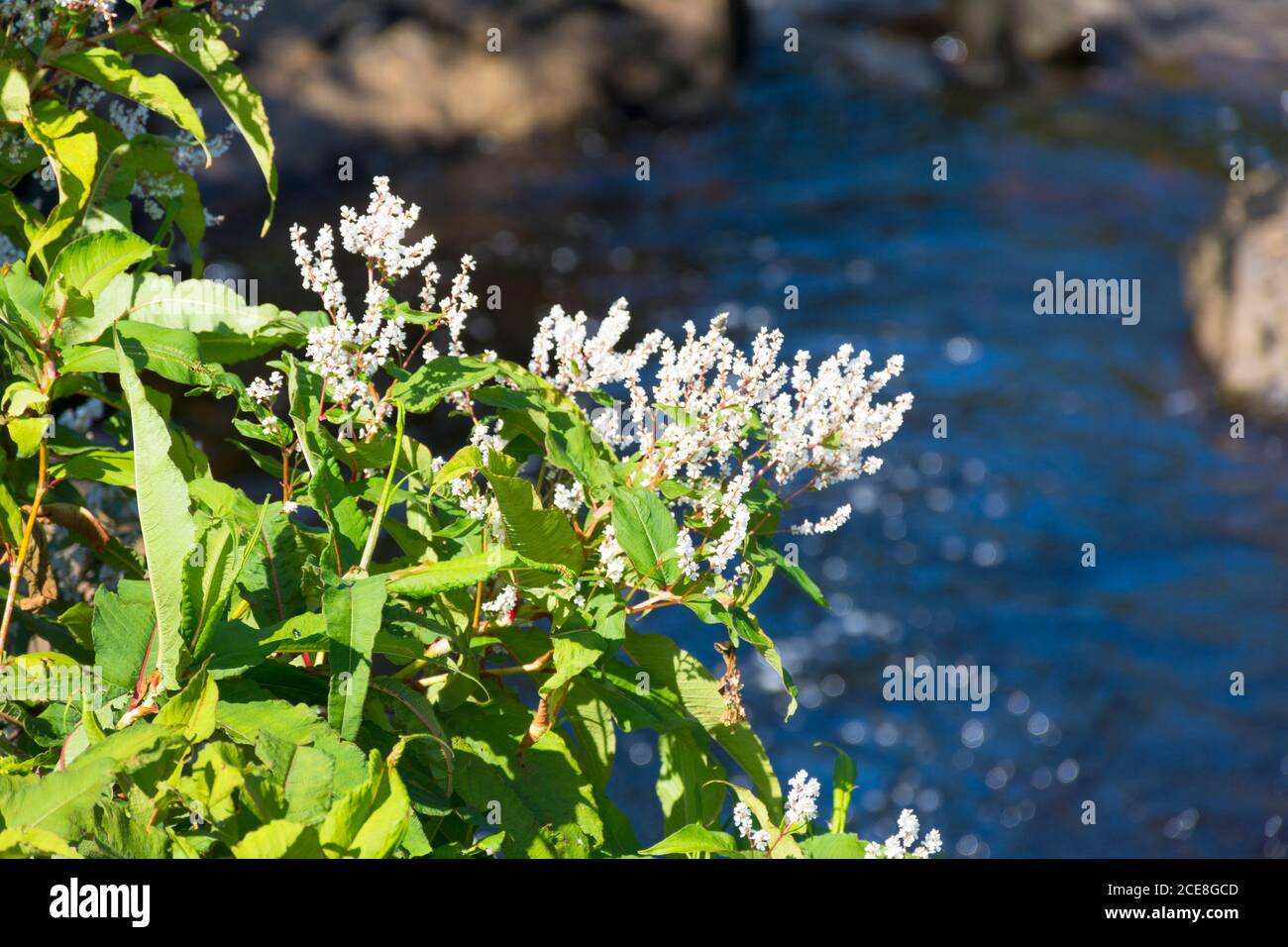 Flowering Japanese Knotweed thrives by a stream in County Donegal, Ireland in late summer. Stock Photo
