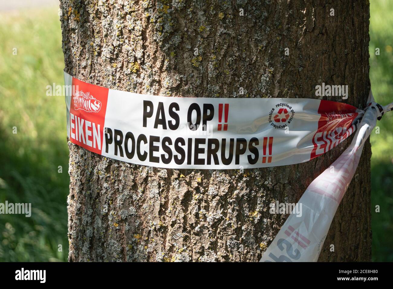Wachtebeke, Belgium, Saturday May 30, 2020, Yellow with red warning ribbon around an oak with inscription pas processionary pine in Dutch Stock Photo