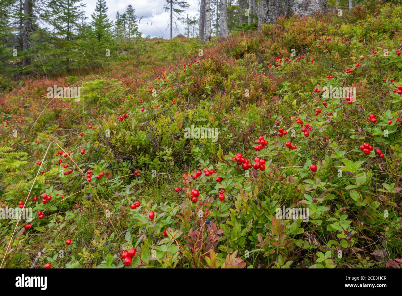 Spot in the forest in High Coast area in northern Sweden with lot of Bearberry (Arctostaphylos uva-ursi). Stock Photo