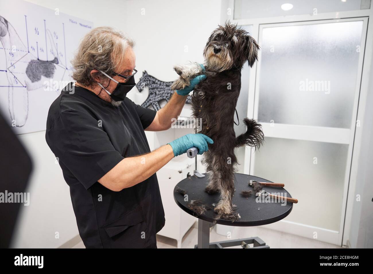 Mature male groomer in medical mask doing haircut for schnoodle while using electric tool Stock Photo
