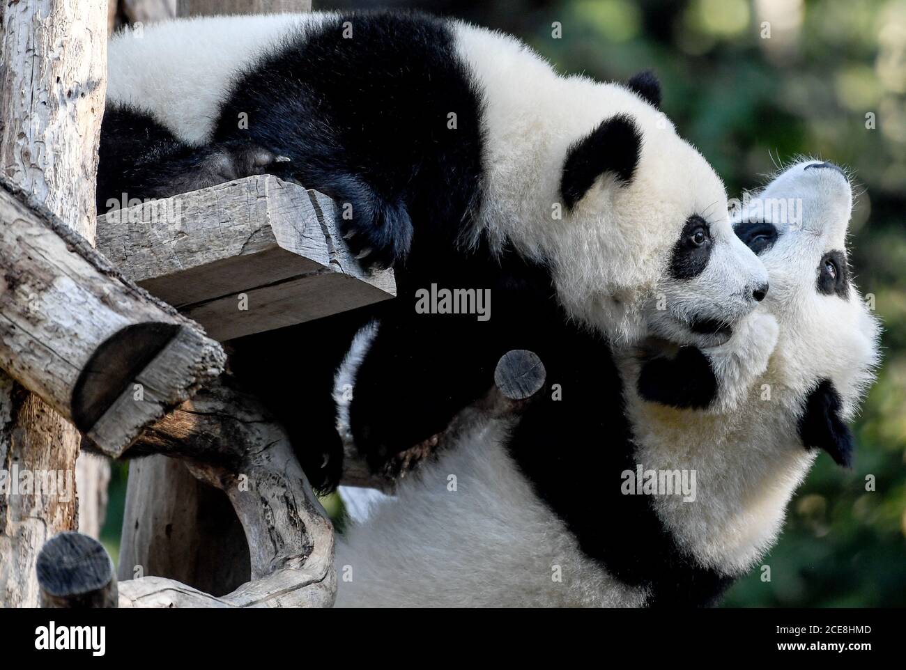 Berlin, Germany. 17th Aug, 2020. The panda twins Pit and Paule play in