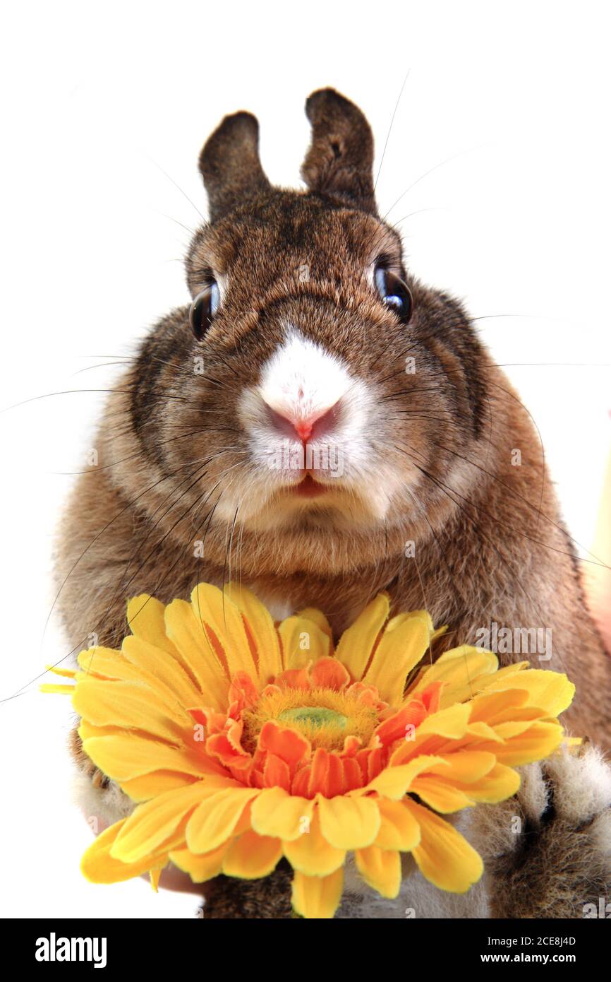 small rabbit and yellow flower isolated on the white background Stock ...