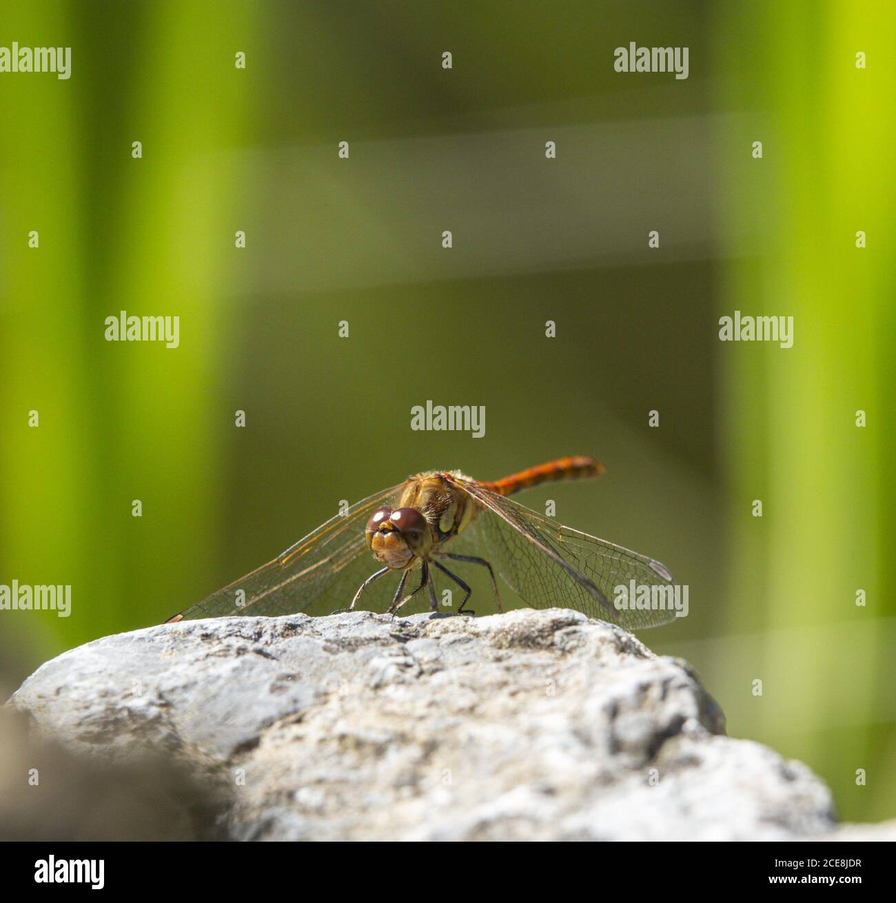 Sidmouth, Devon, 31st August 2020 UK Weather: A dragonfly takes a rest beside a garden pond in brilliant sunshine at Sidmouth, Devon on Bank Holiday Monday. The clear skies and full sun are extected to stay throughout the day in the South West. Credit: Photo Central/Alamy Live News Stock Photo