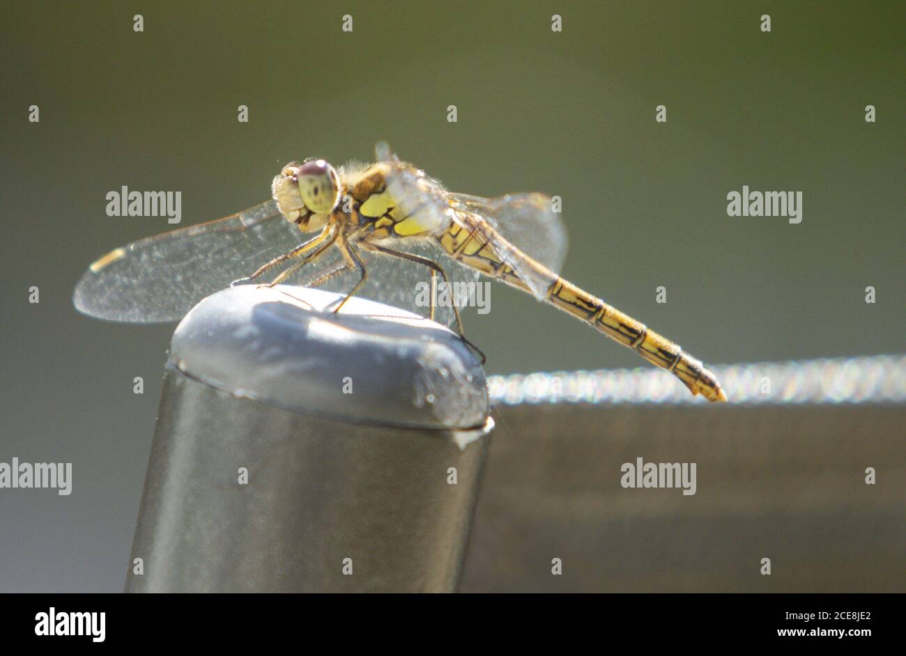 Sidmouth, Devon, 31st August 2020 UK Weather: A dragonfly takes a rest on the back of a garden chair in brilliant sunshine at Sidmouth, Devon on Bank Holiday Monday. The clear skies and full sun are extected to stay throughout the day in the South West. Credit: Photo Central/Alamy Live News Stock Photo