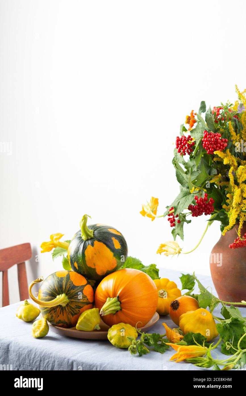 Beautiful bouquet of ragweeds, zinnia and branches of viburnum in a clay pot, fresh harvest of pumpkins on a table against a white wall Stock Photo