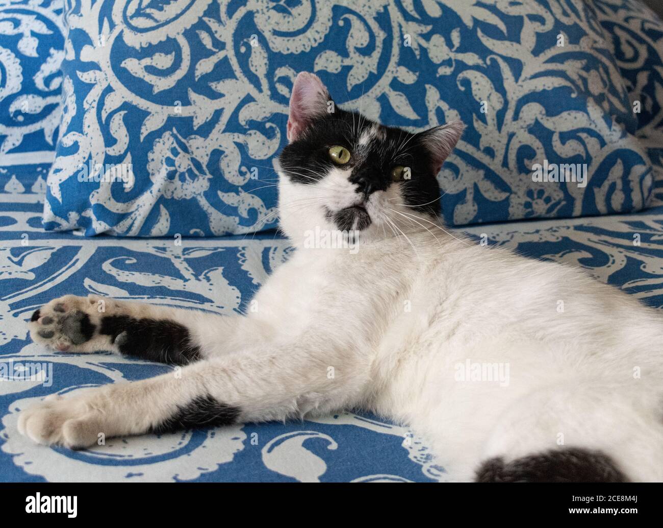 Cute cat lying on a bed with a surprised expression Stock Photo