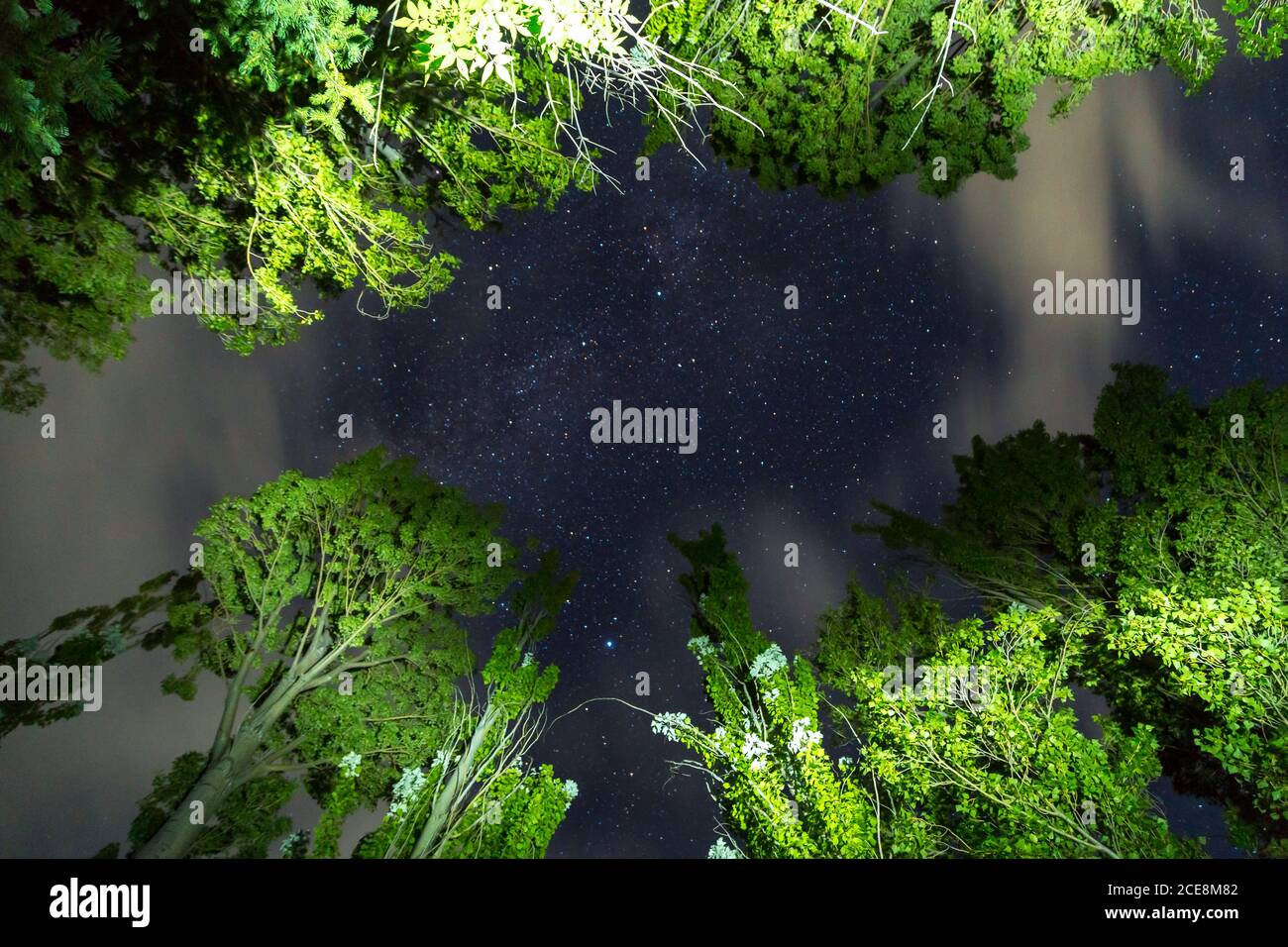 Starry sky and clouds on the background of tall trees Stock Photo - Alamy