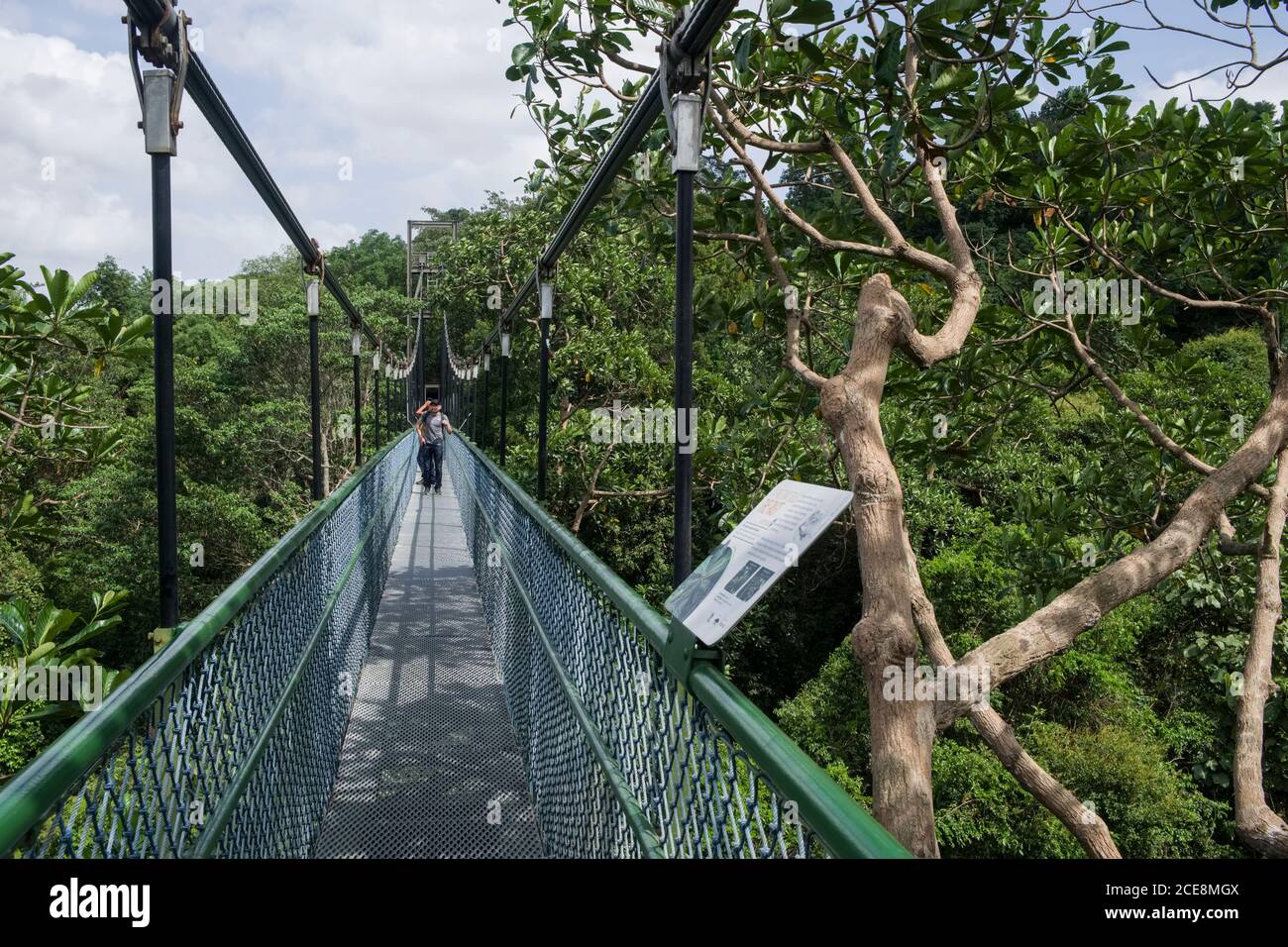 Singapore, Asia: Tree Top Walk, pedestrian bridge above the canopy in MacRitchie Reservoir Park Stock Photo
