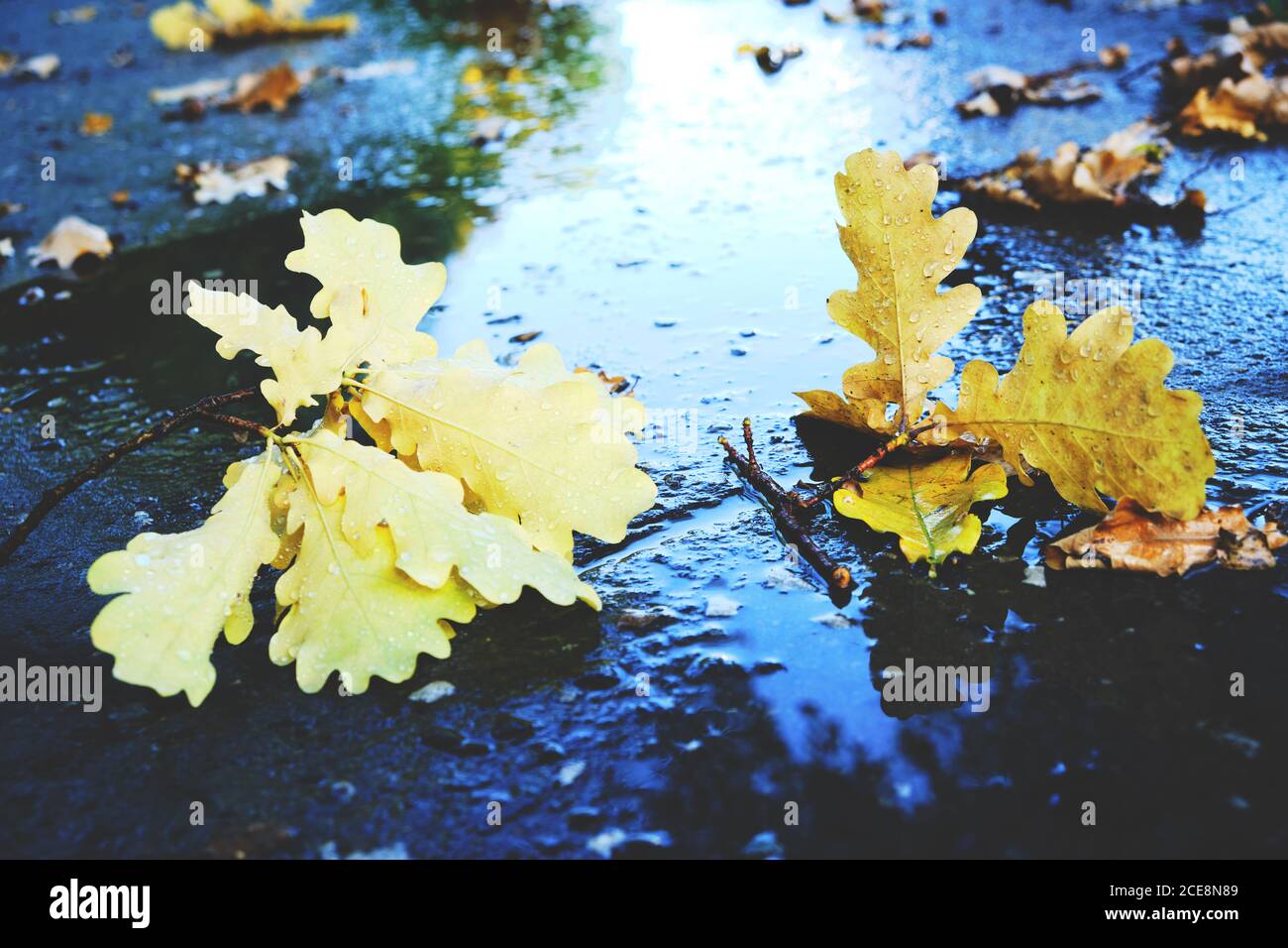 Wet yellow leaves hi-res stock photography and images - Alamy