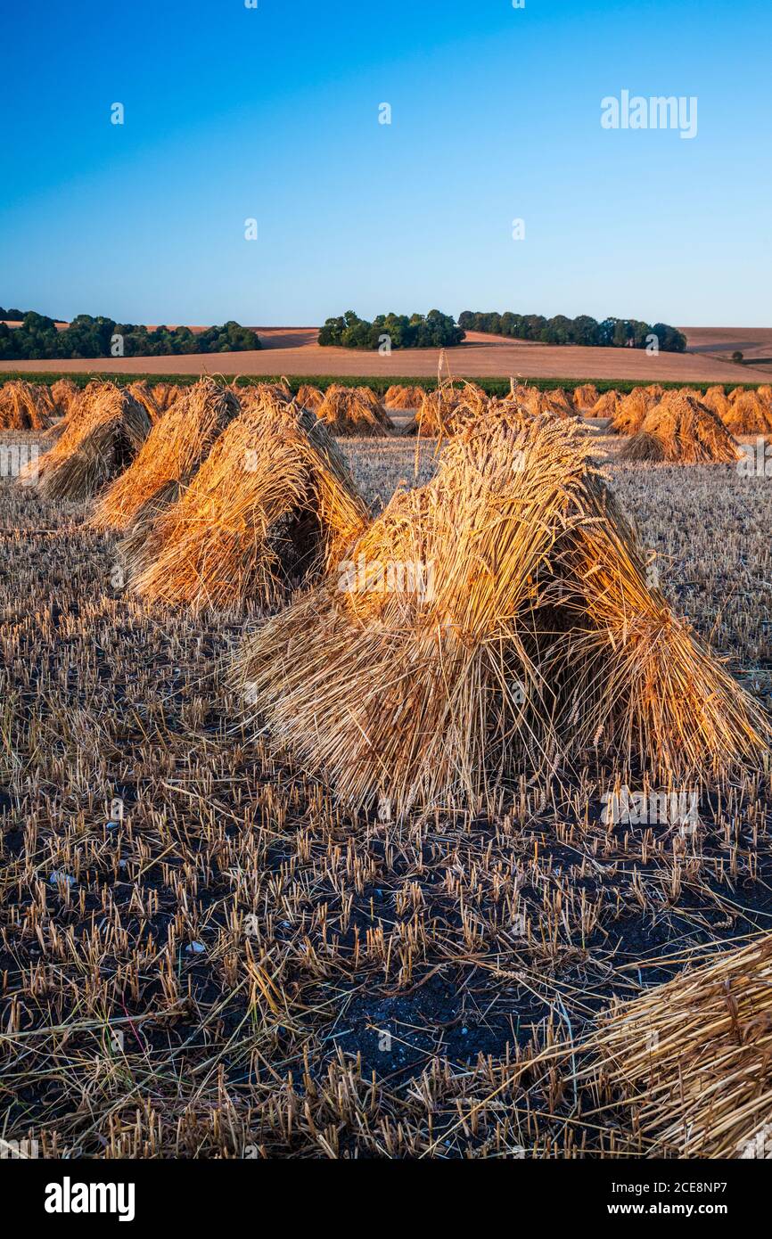 Sheaves of wheat standing as stooks to dry before use as thatching
