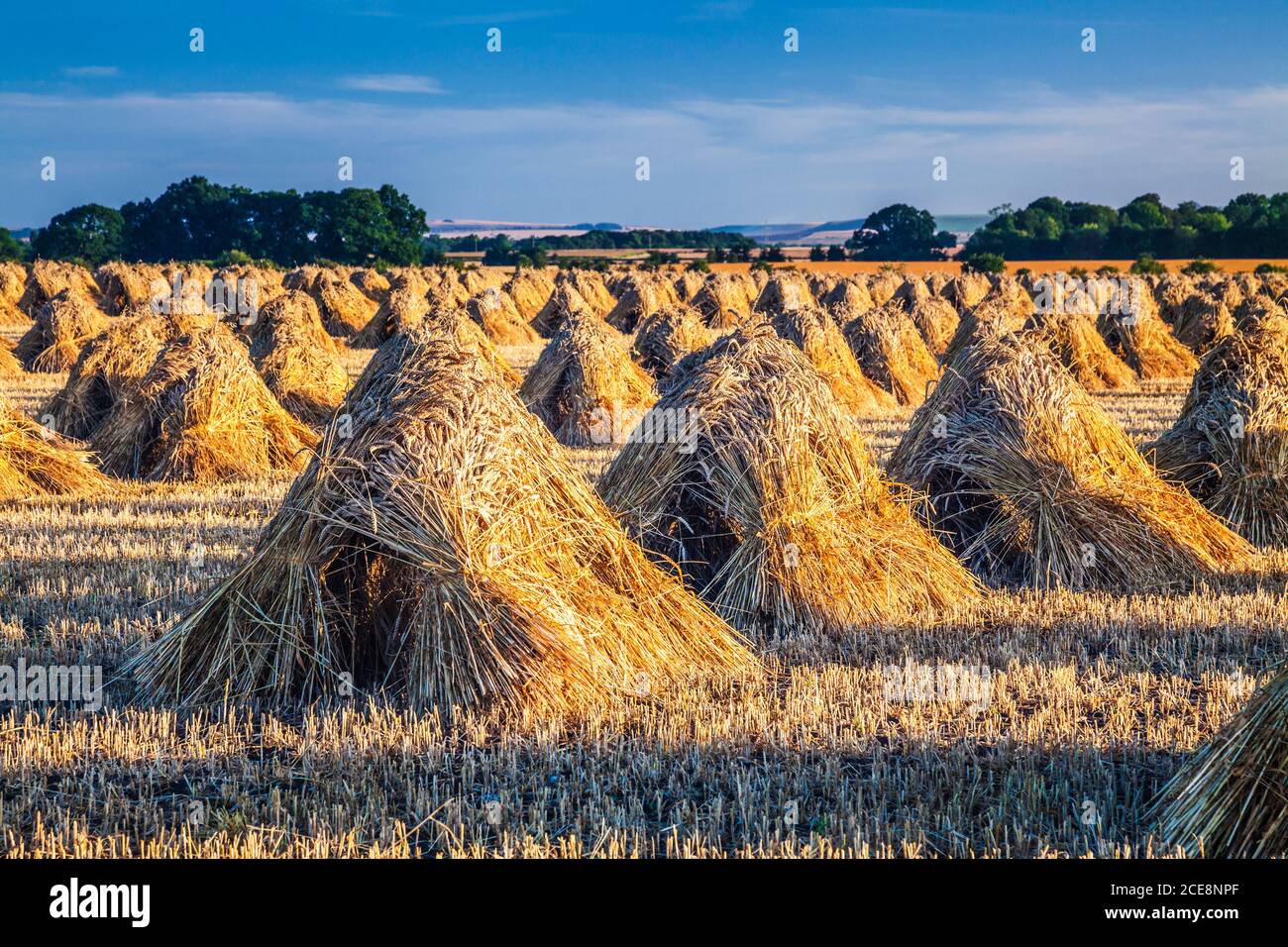 Sheaves of wheat standing as stooks to dry before use as thatching