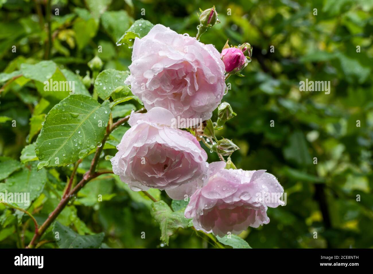 Pink Noisette Images  Free Photos, PNG Stickers, Wallpapers