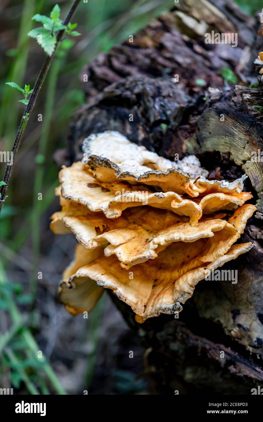 Giant Polypor. Meripilus giganteus (Bjerkanderaceae) on a fallen tree ...