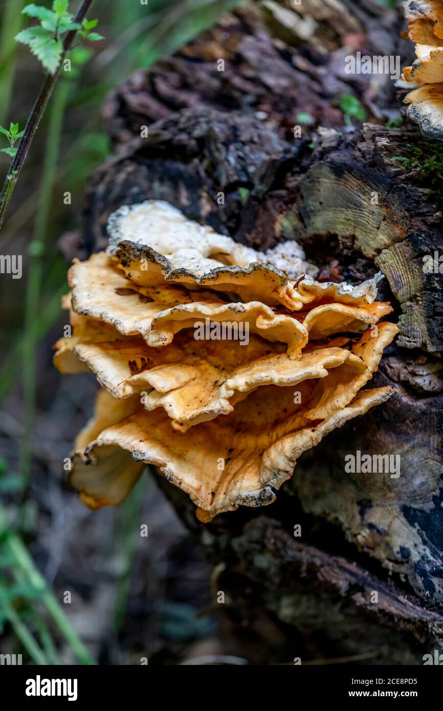 Black staining polypore hi-res stock photography and images - Alamy