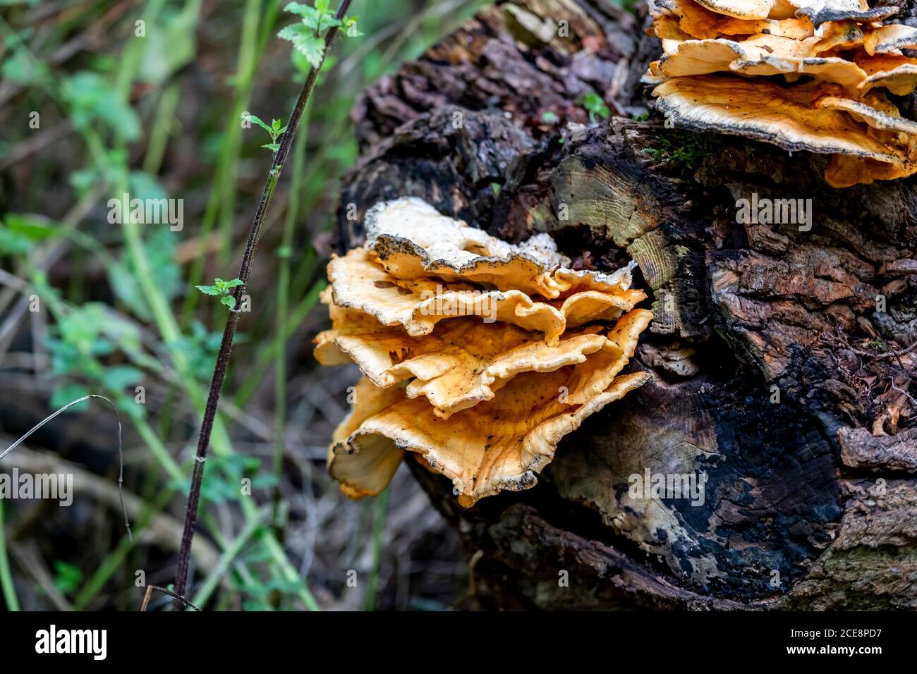 Giant Polypor. Meripilus giganteus (Bjerkanderaceae) on a fallen tree ...