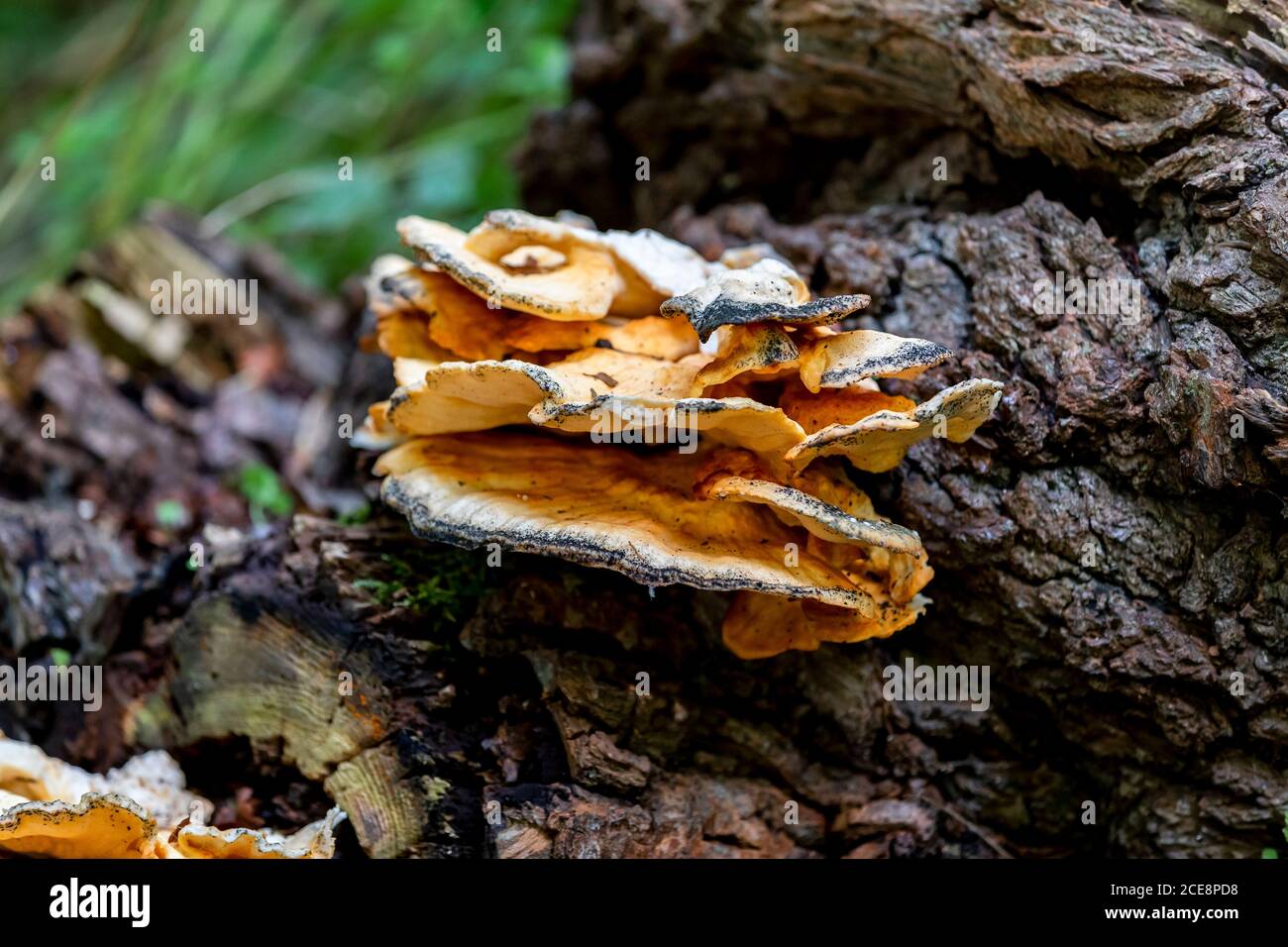 Giant Polypor. Meripilus giganteus (Bjerkanderaceae) on a fallen tree ...