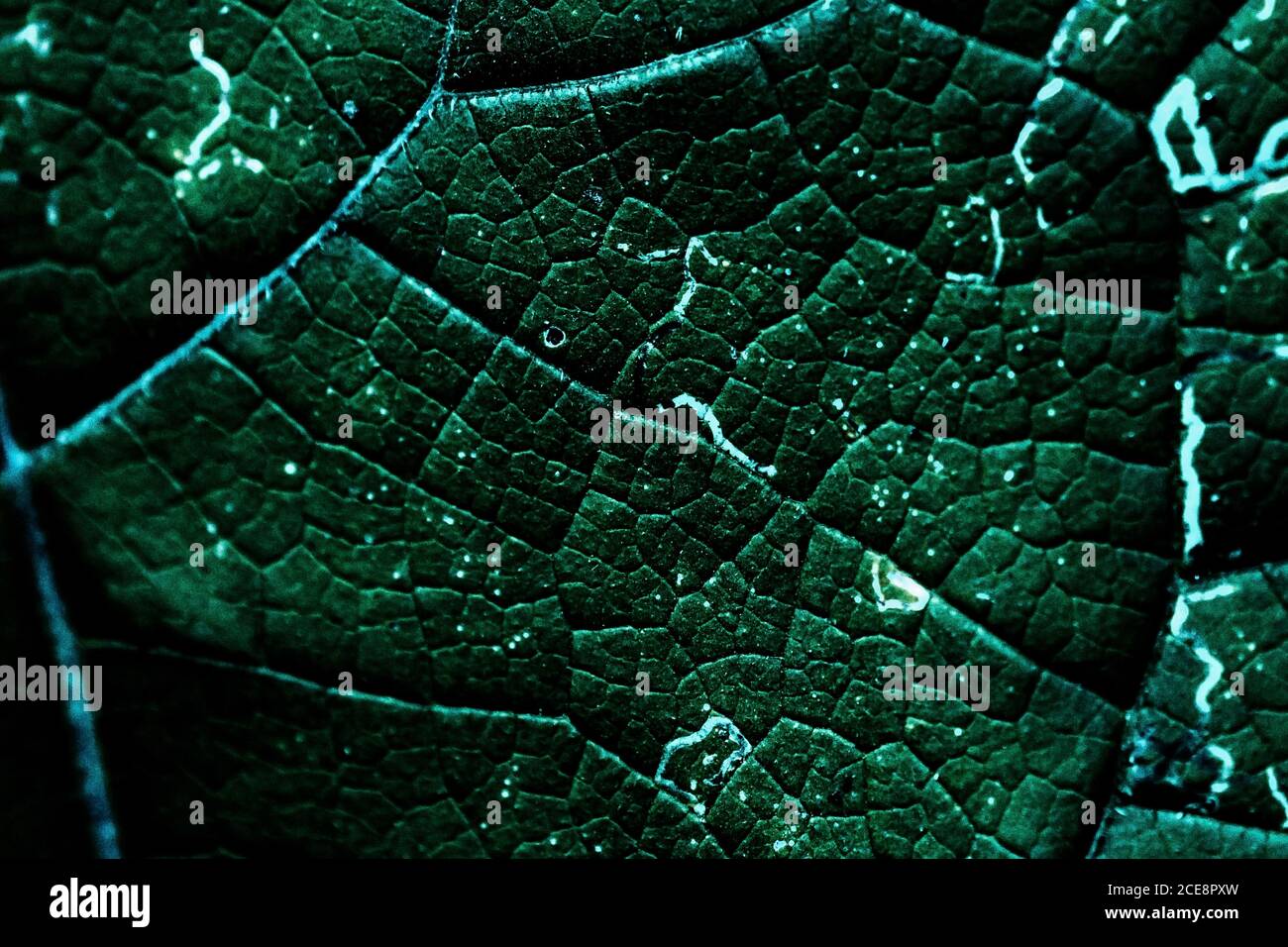 Macro background of tropical green leaf with dark texture in light ...