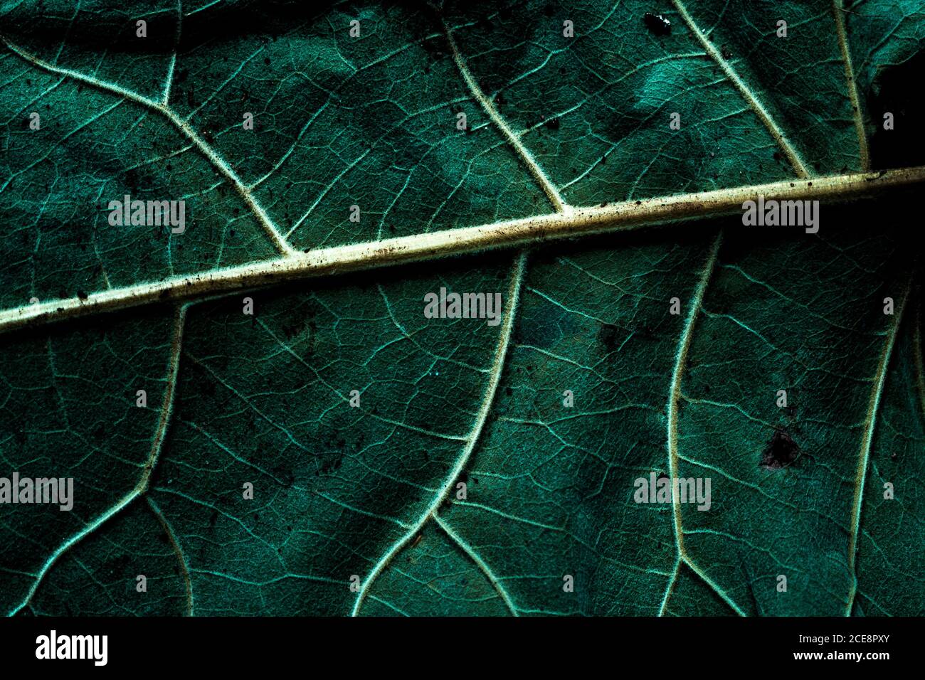 Macro background of tropical green leaf with dark texture in light ...