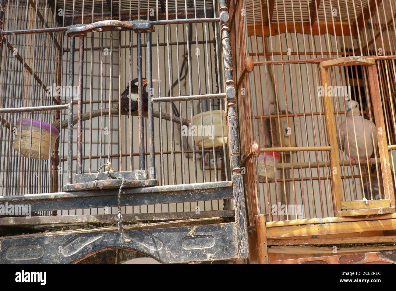 Empty wooden yellow bird cage hi-res stock photography and images - Alamy
