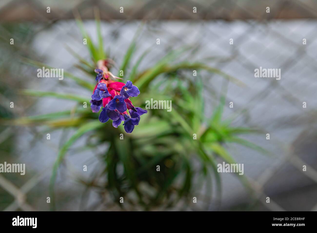 Airplant blooming, (tillandsia aeranthos), close view Stock Photo