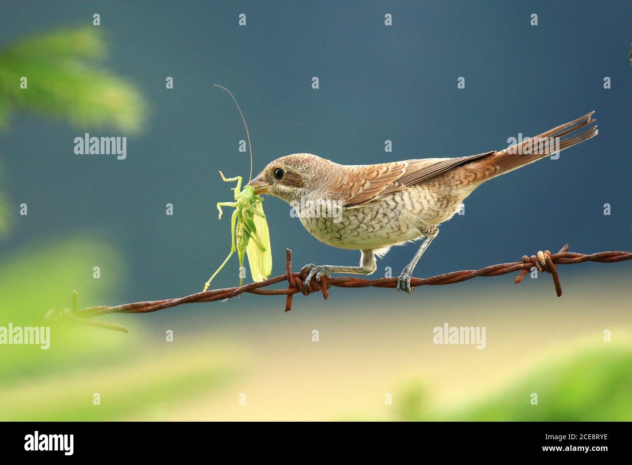 Red-backed shrike female on spiny wire with food for young birds Stock Photo