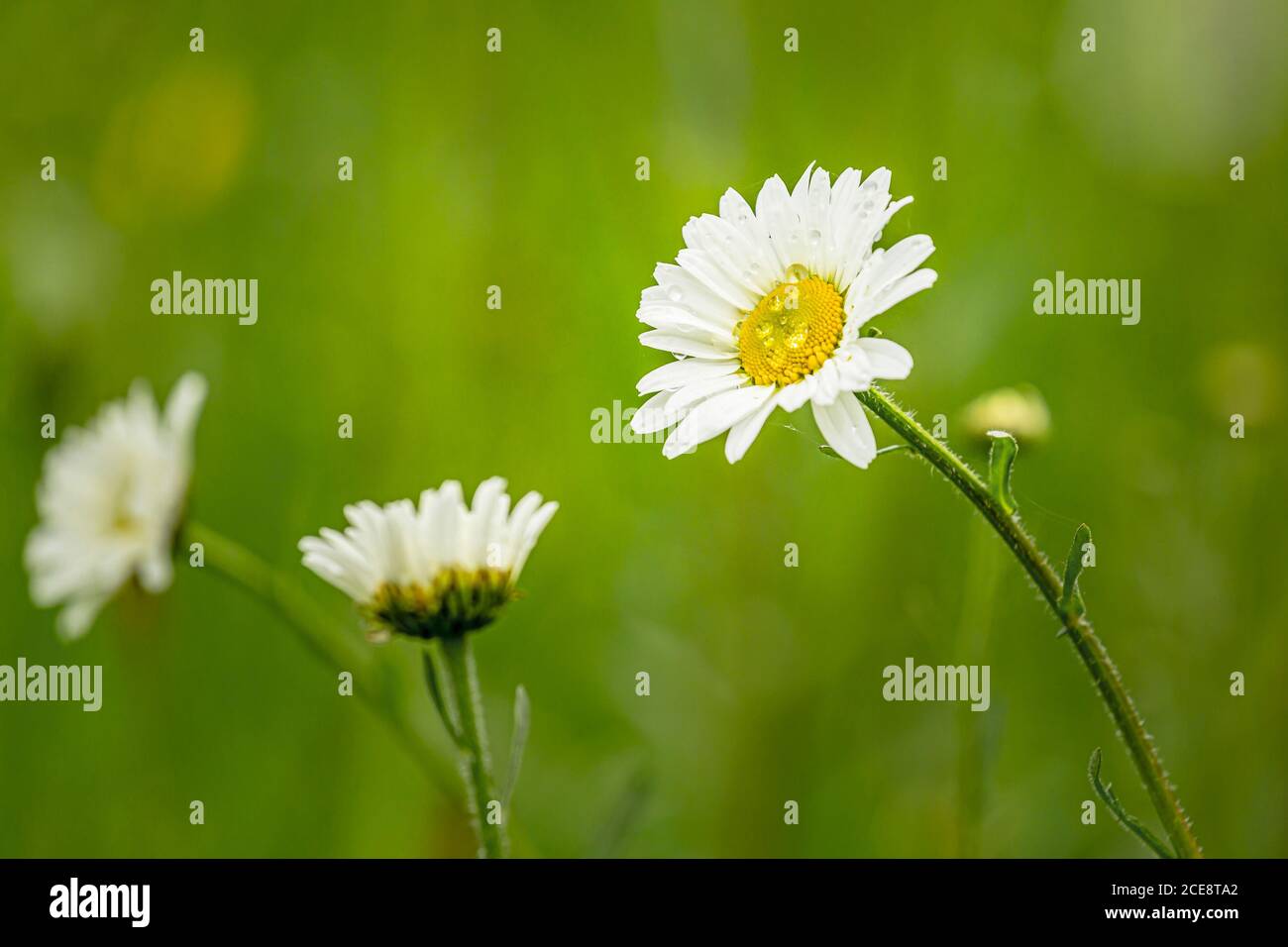 Daisies after a shower. Stock Photo