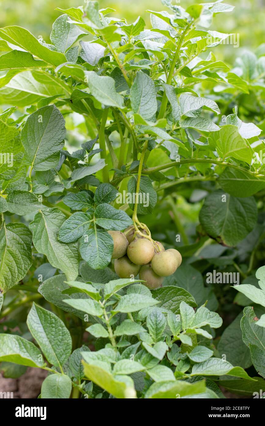 Potato fruits growing on potato plant Stock Photo - Alamy